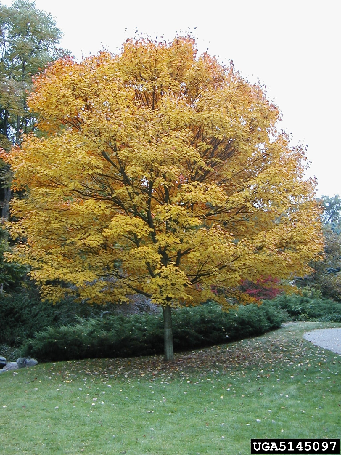 Acer rubrum — photo 1